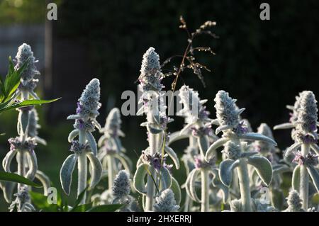 Blüten von Stachys byzantinaor Lamm`s Ohren im Sommer Sonnenlicht, Natur im Juni Stockfoto